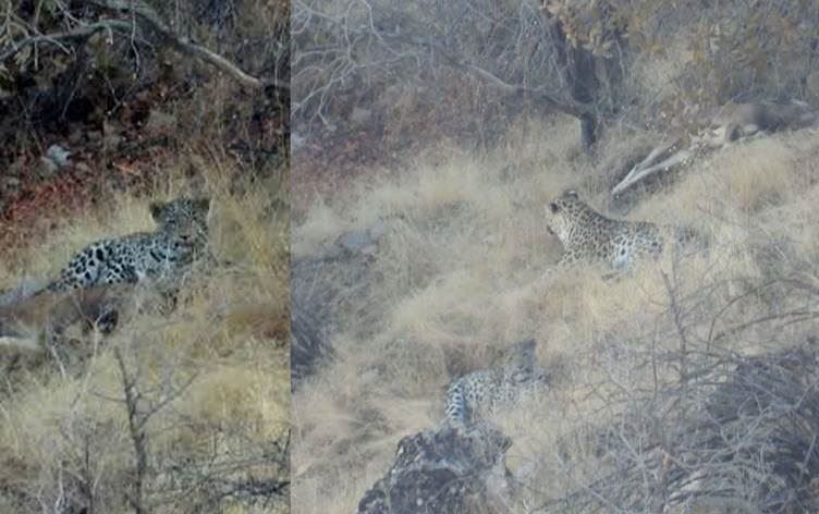 Leoparên Kurdistanê /Wêne: Ji vîdeoyê