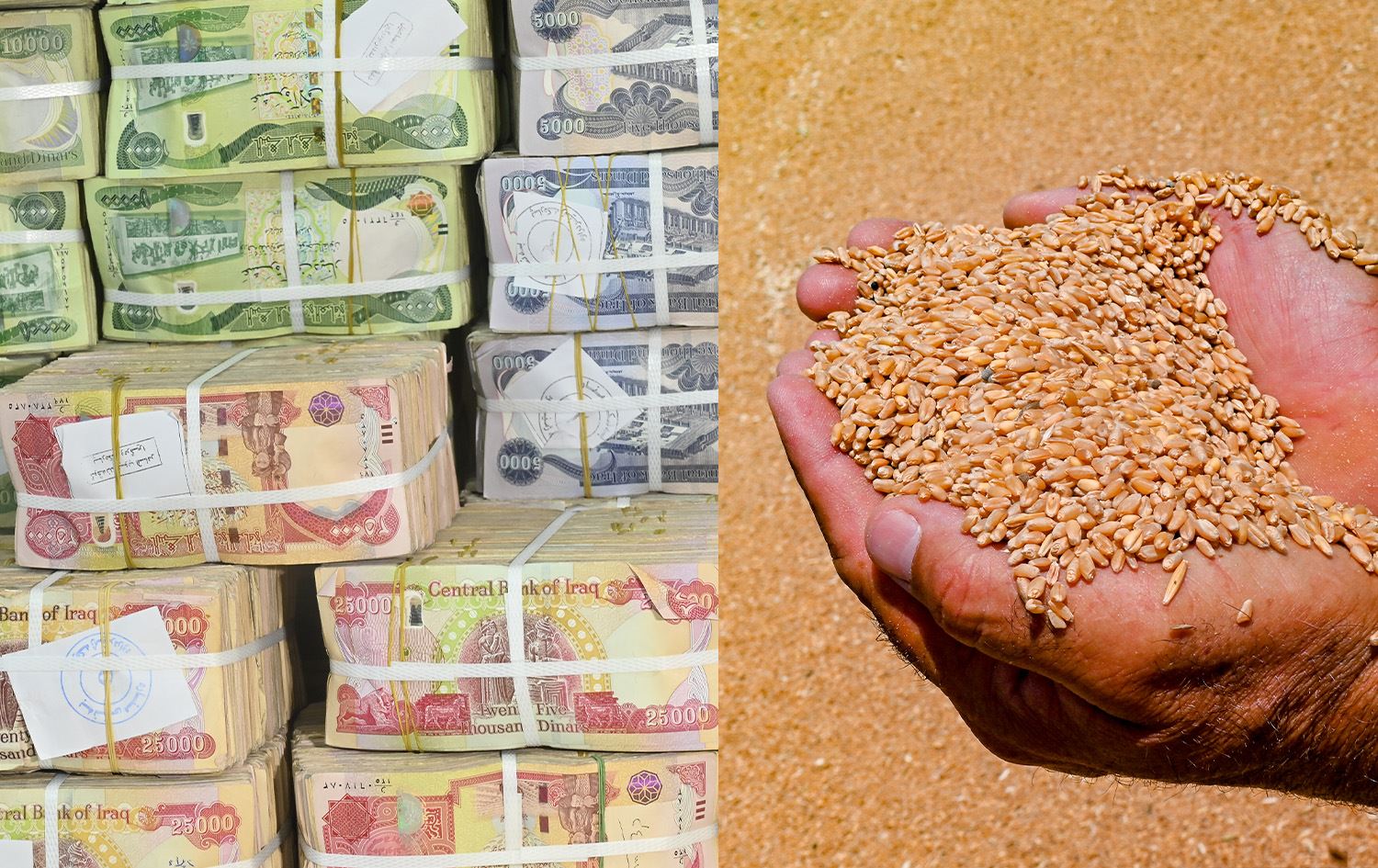محصول الحنطة وأموال عراقية