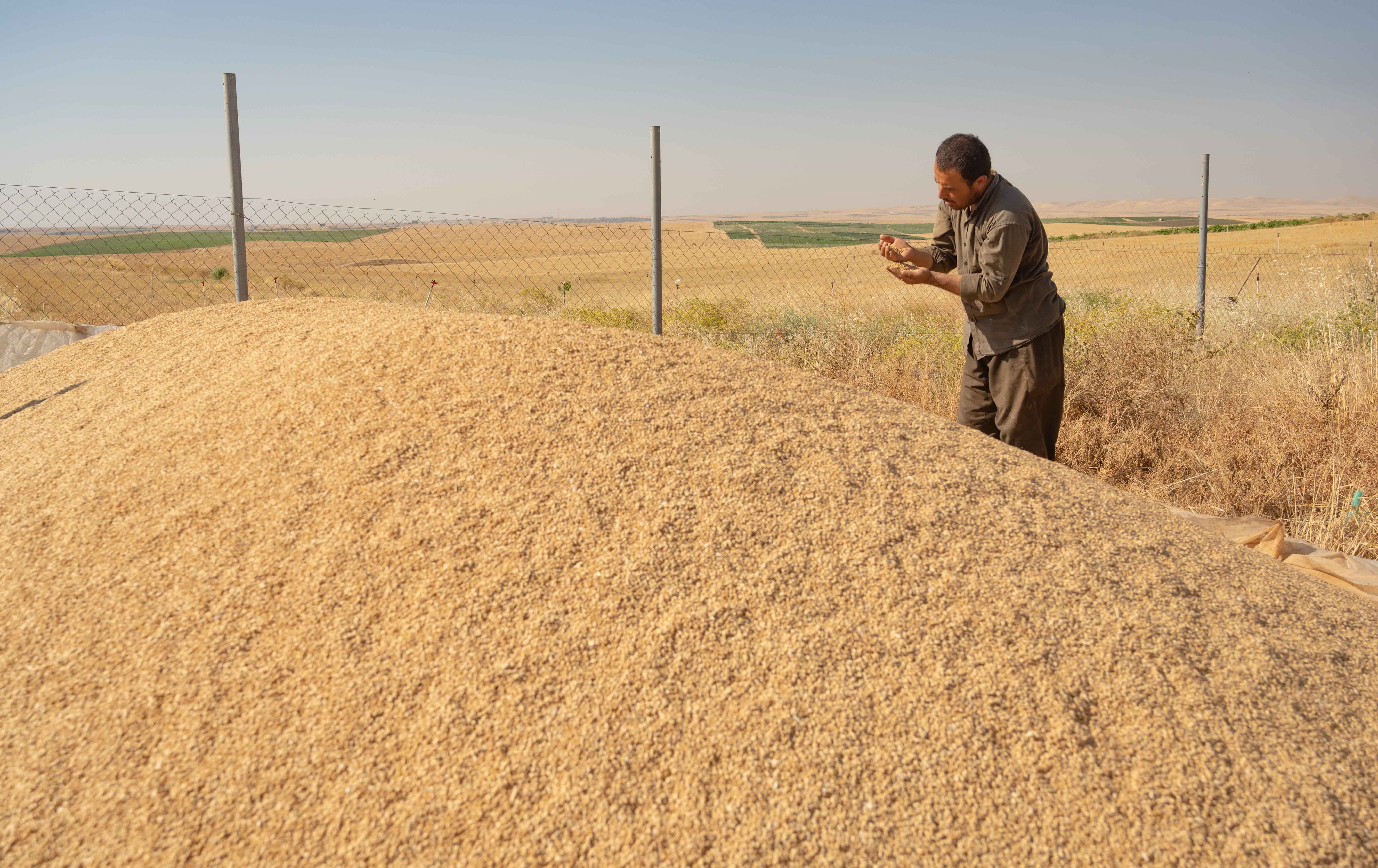   جووتیارێک لەنێو گەنمەکەیەتی. وێنە: بڵند تاهیر- رووداو