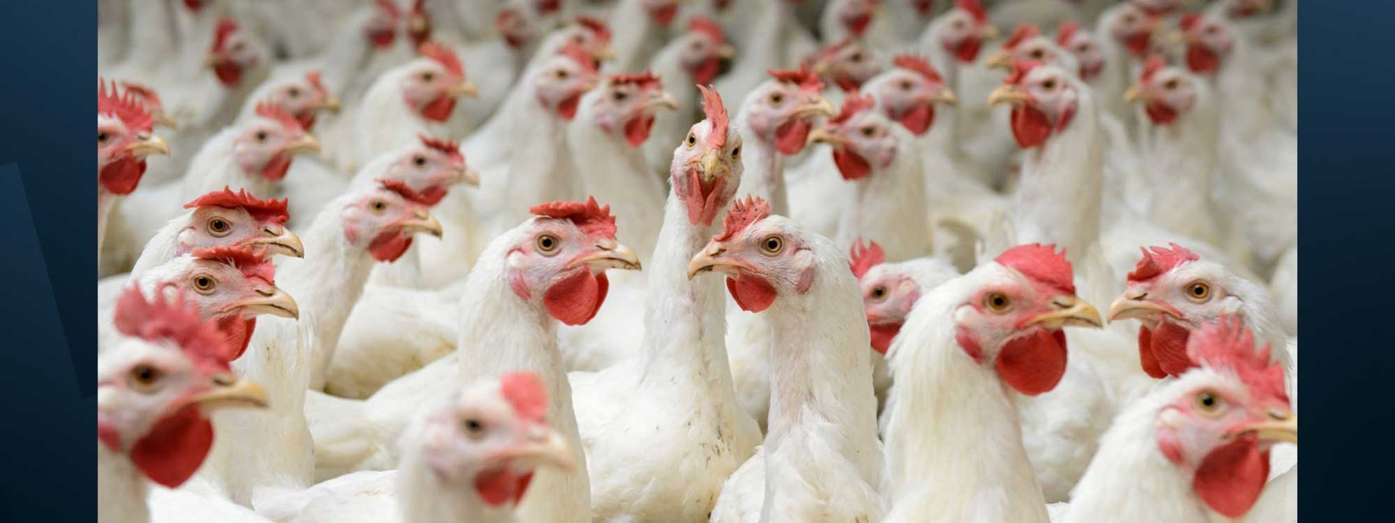 Baghdad to resume chicken imports from Kurdistan Region