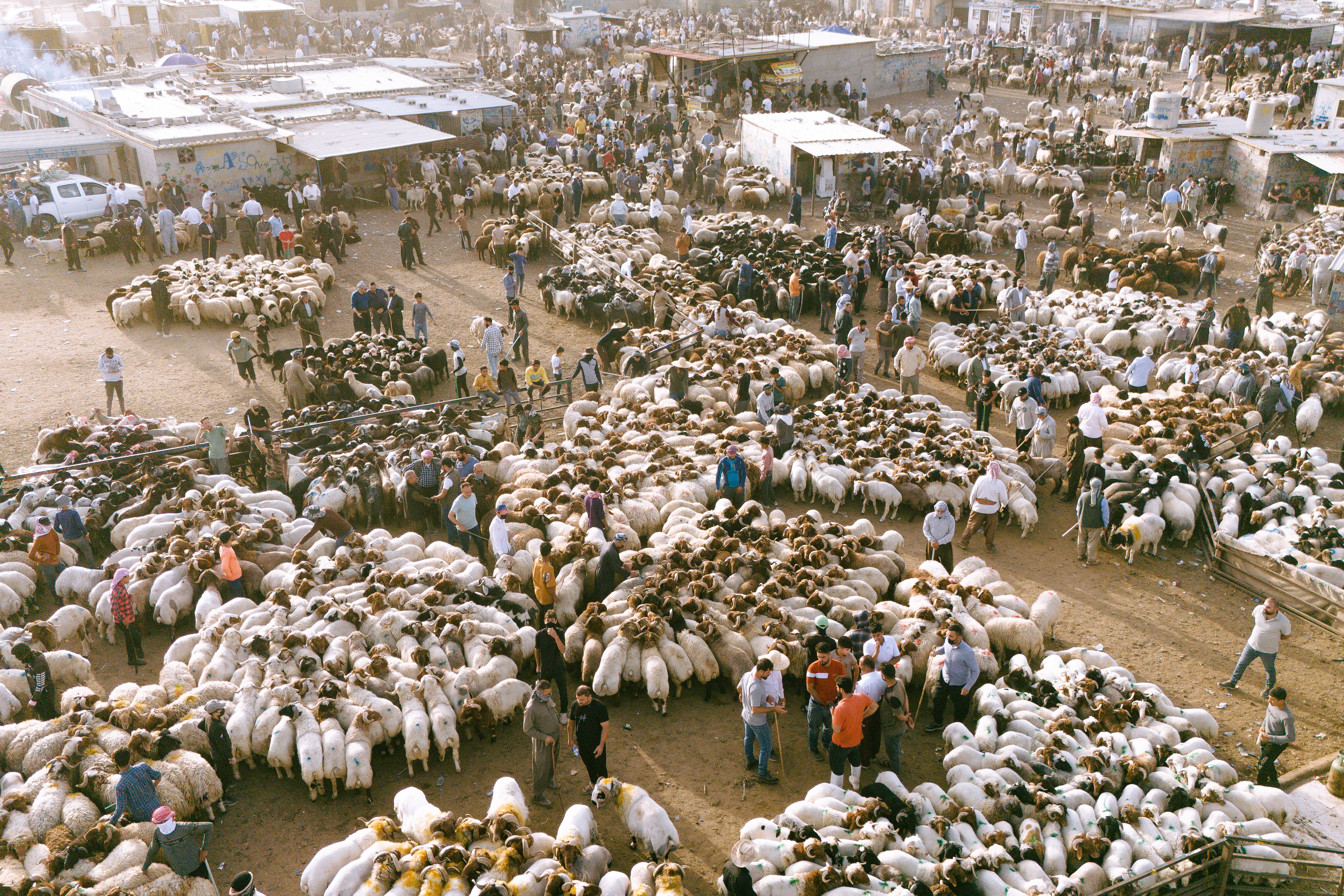 بەڕێوەبەری سامانی ئاژەڵ: 88 پڕۆژەی مانگای شیردەرمان هەیە و بەرهەمی نێوخۆ زیادبووە