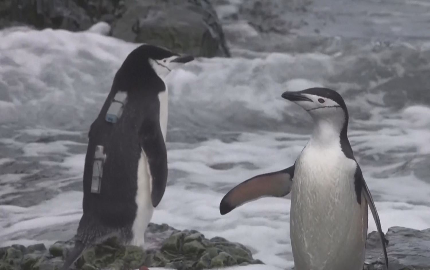  پەنگوینەکان رۆژانە چوار چرکە چوار چرکە دەخەون