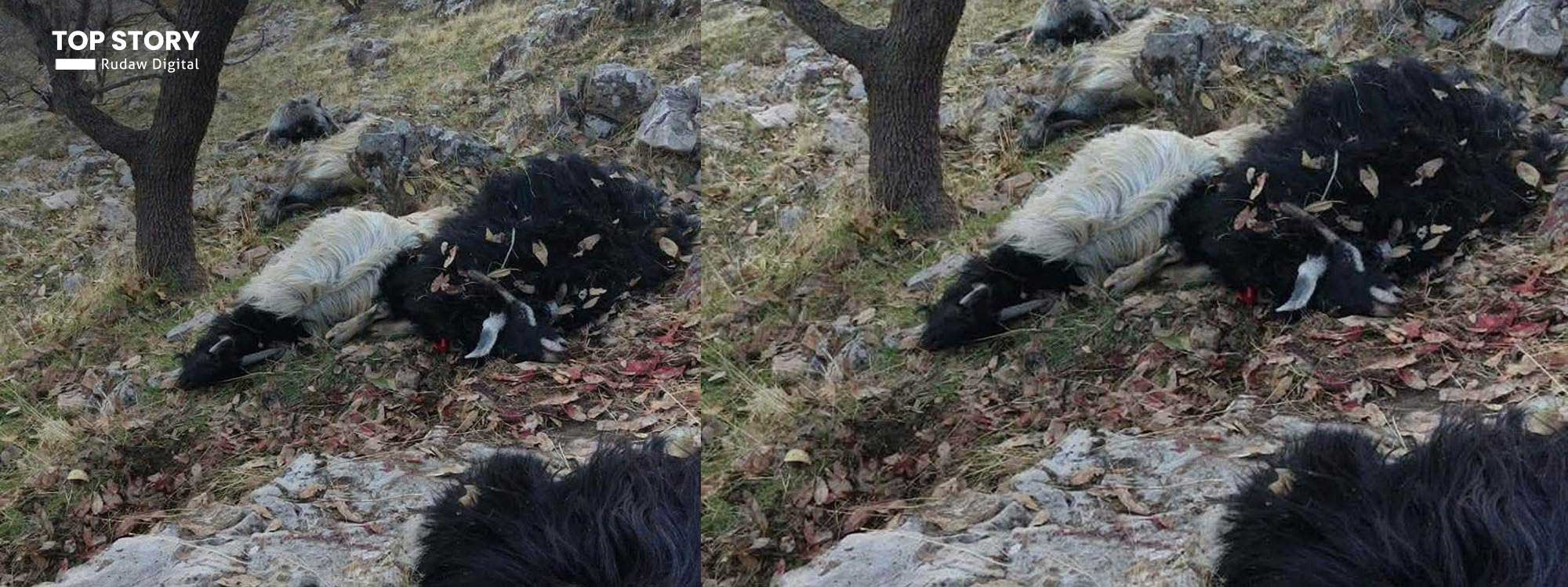 Shepherd injured, livestock killed in separate mine explosions in Sulaimani