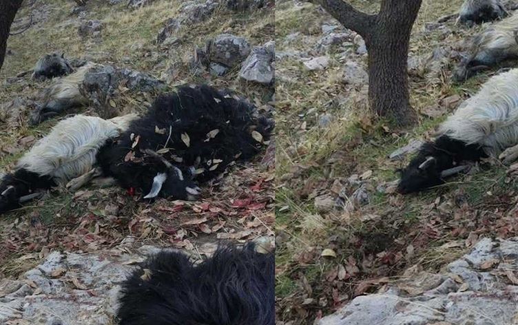 Mayın patlamasında telef olan hayvanlar. / Rûdaw