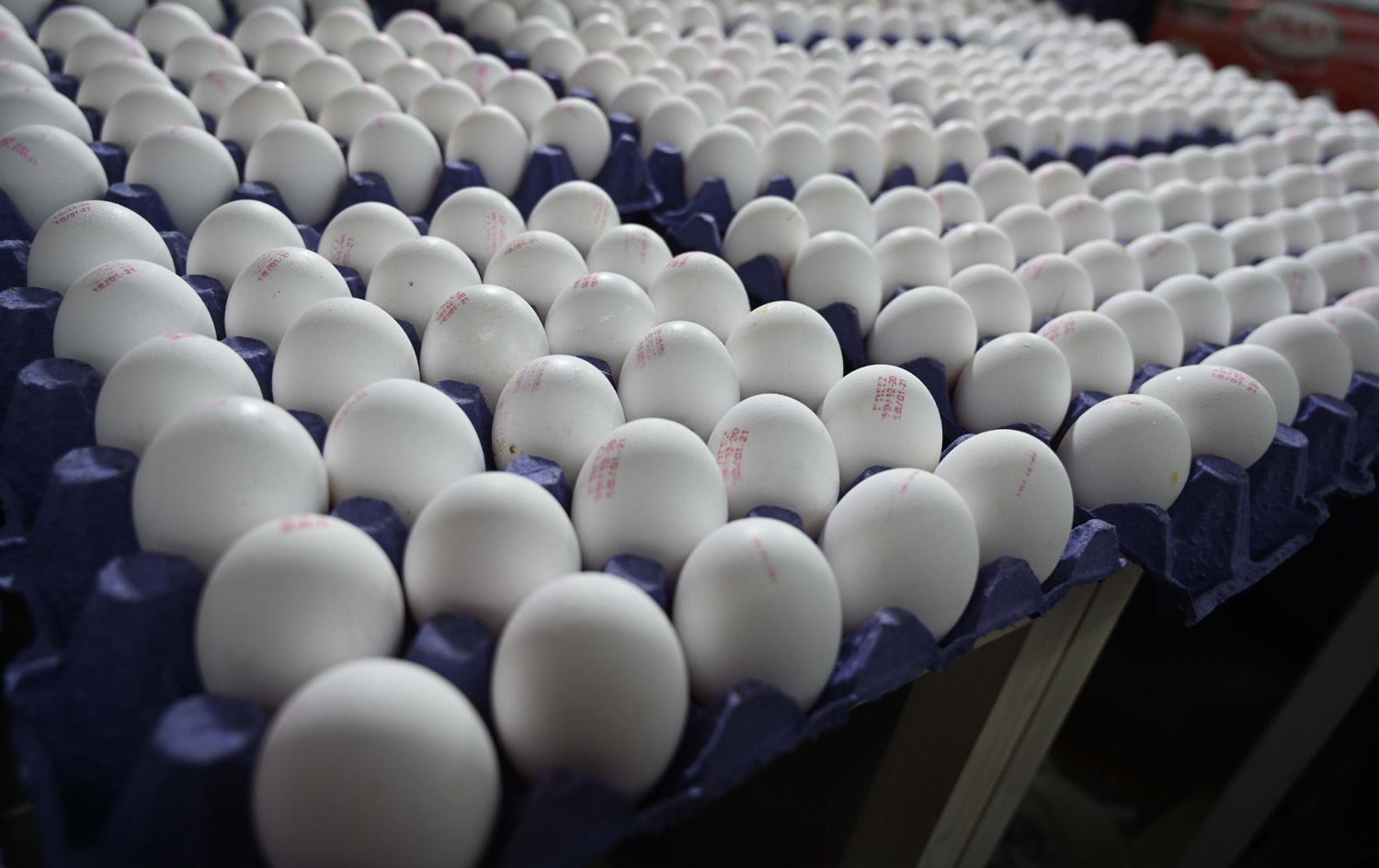 زراعة أربيل: إنتاجنا من البيض يعادل ستة أضعاف الحاجة المحلية 