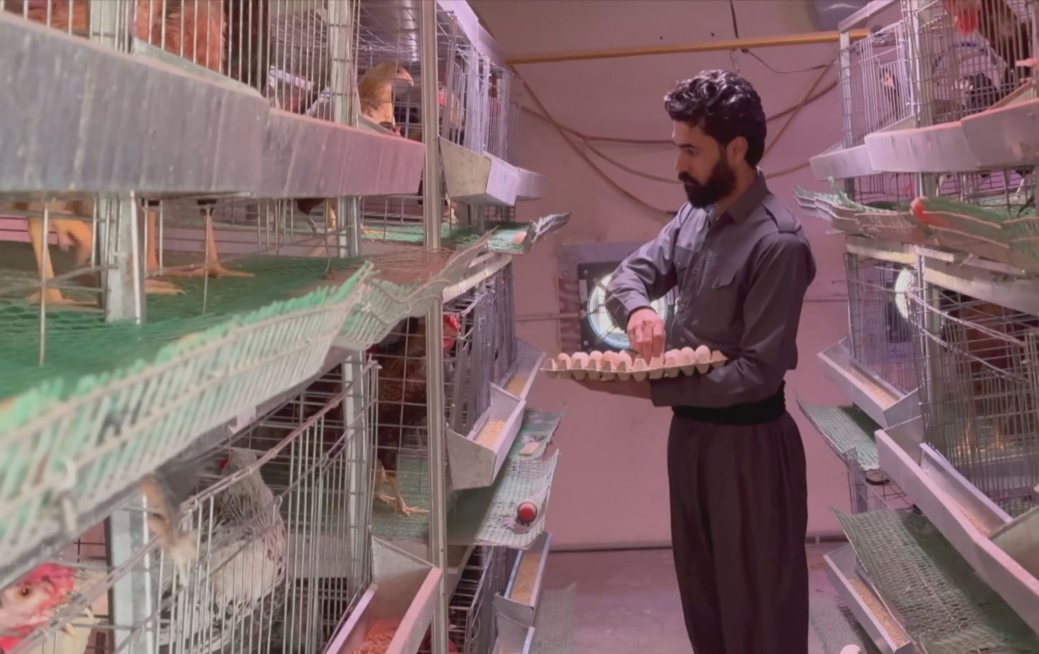 نوري سعيد - خريج قسم الثروة الحيوانية في كفري