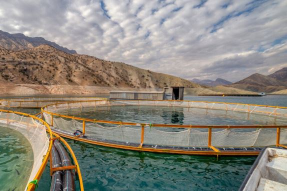 سامانی ماسیی کرماشان: پێشبینی دەکەین ئەم ساڵ زیاتر لە 25 هەزار تۆن ماسیمان هەبێت