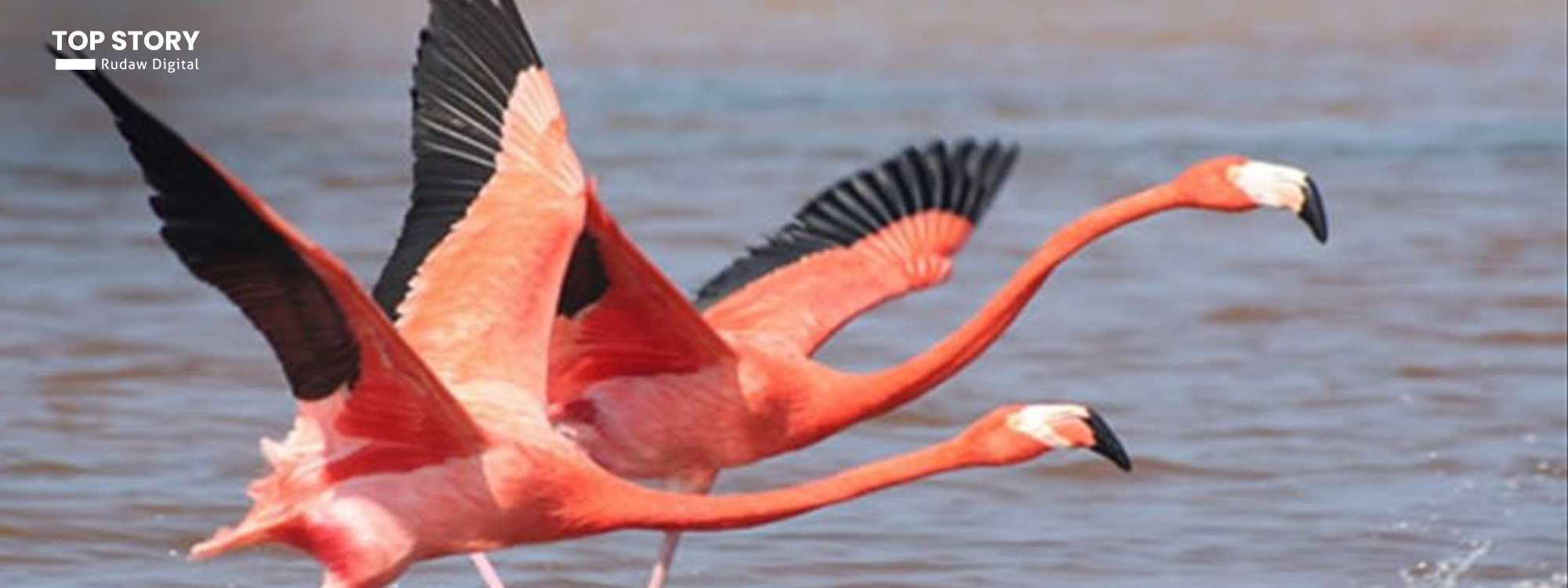 البيئة وناشطون لرووداو: الفلامنكو غير مهدد لكن الصيد الجائر مستمر