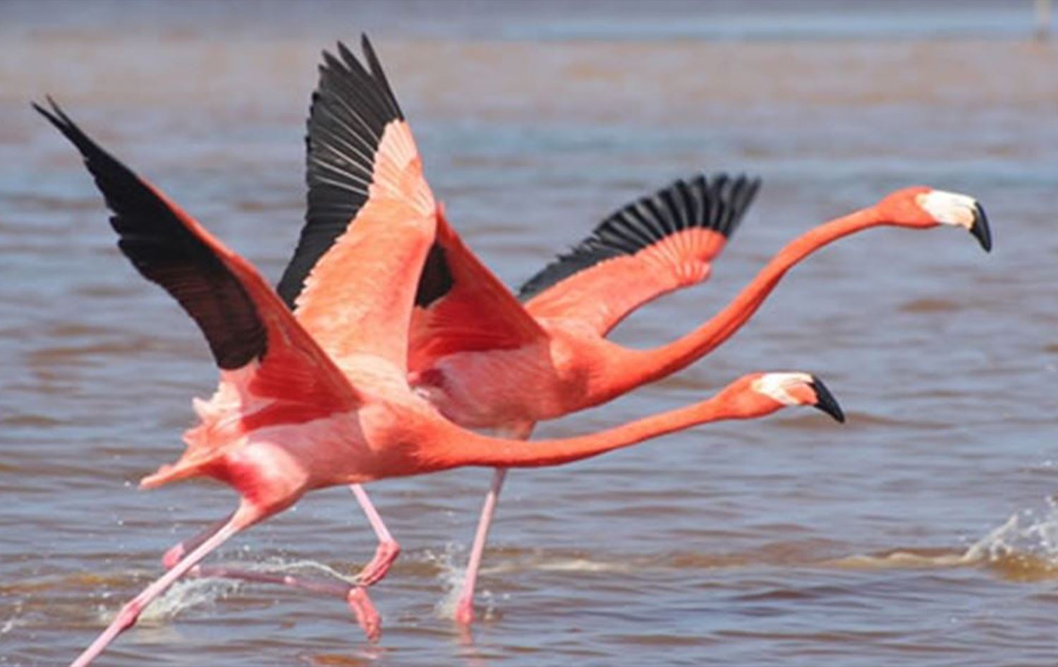 طائر الفلامنكو