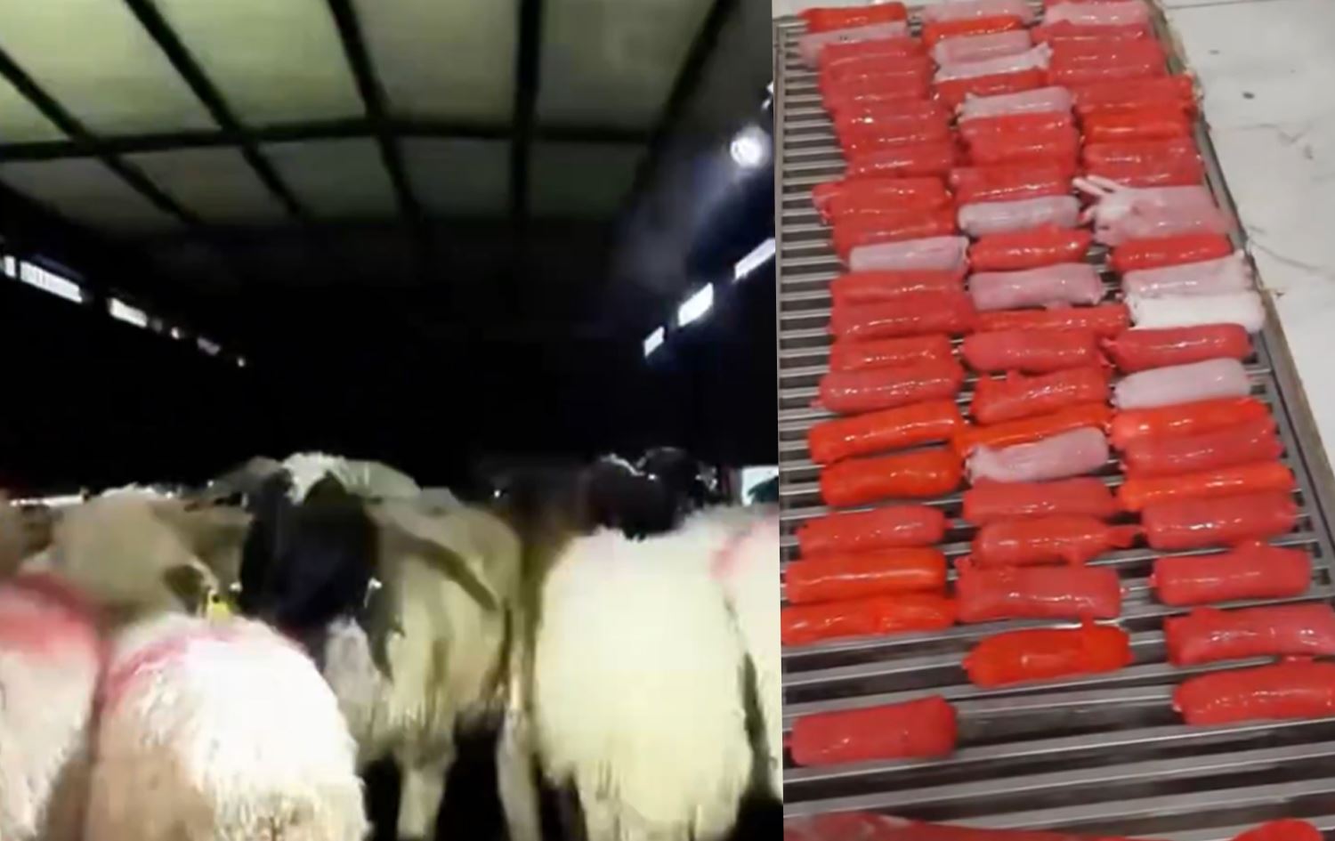 Mihên ku di zikê wan de madeyên hişbir hatine veşartin / Wêne: Ajans