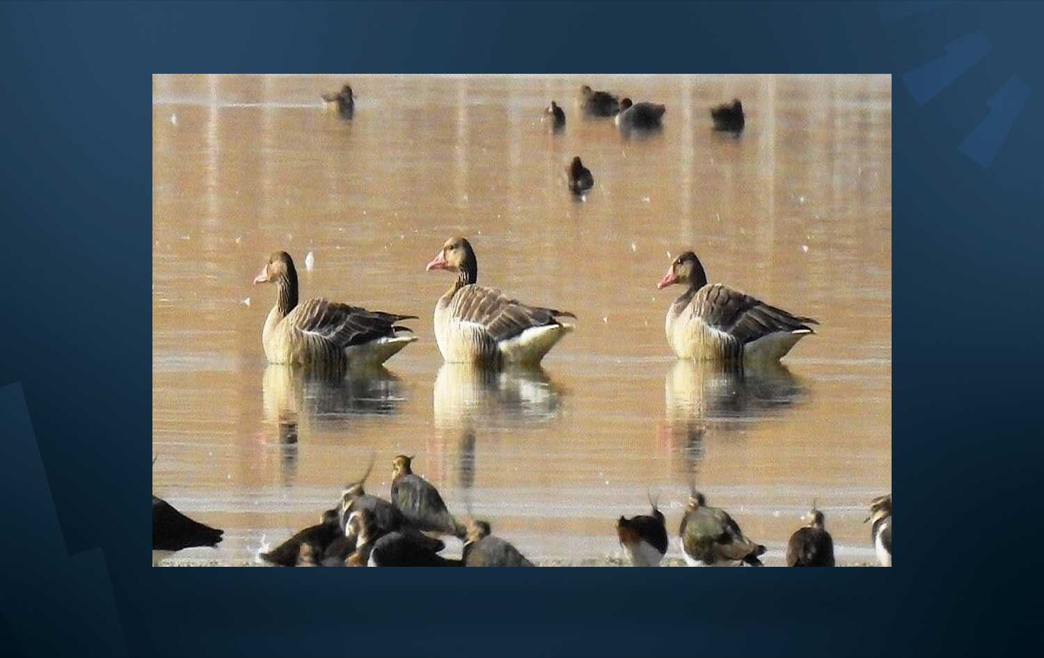 تاڵاوی کانی بەرازان