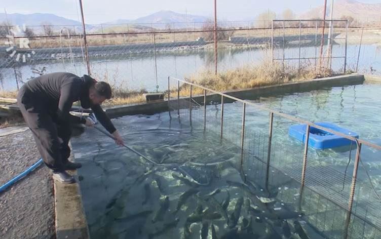 کۆمەڵەی گەشەپێدانی سامانی ماسی: شەش هەزار حەوزی ماسی لە عێراق و کەرکووک تێکدراون