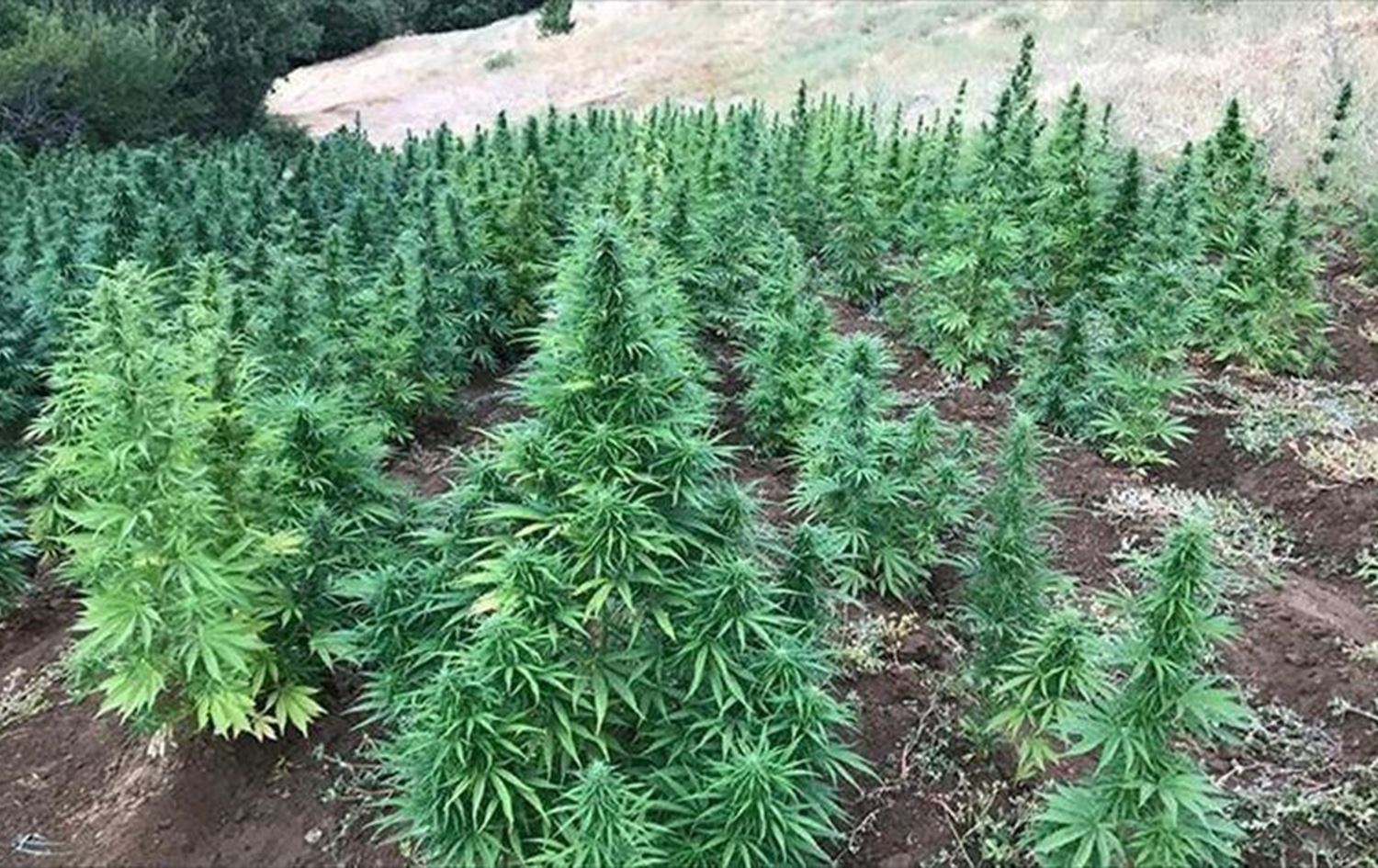 مزارع القنب في المغرب