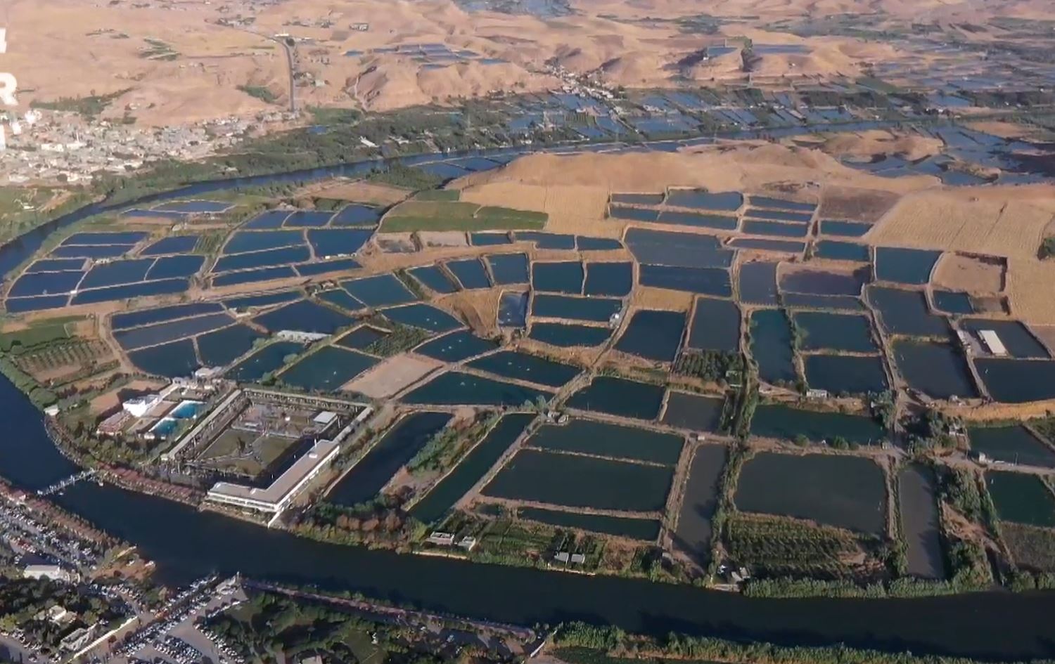 لافاوەکە هەزاران ماسی لەنێو برد.