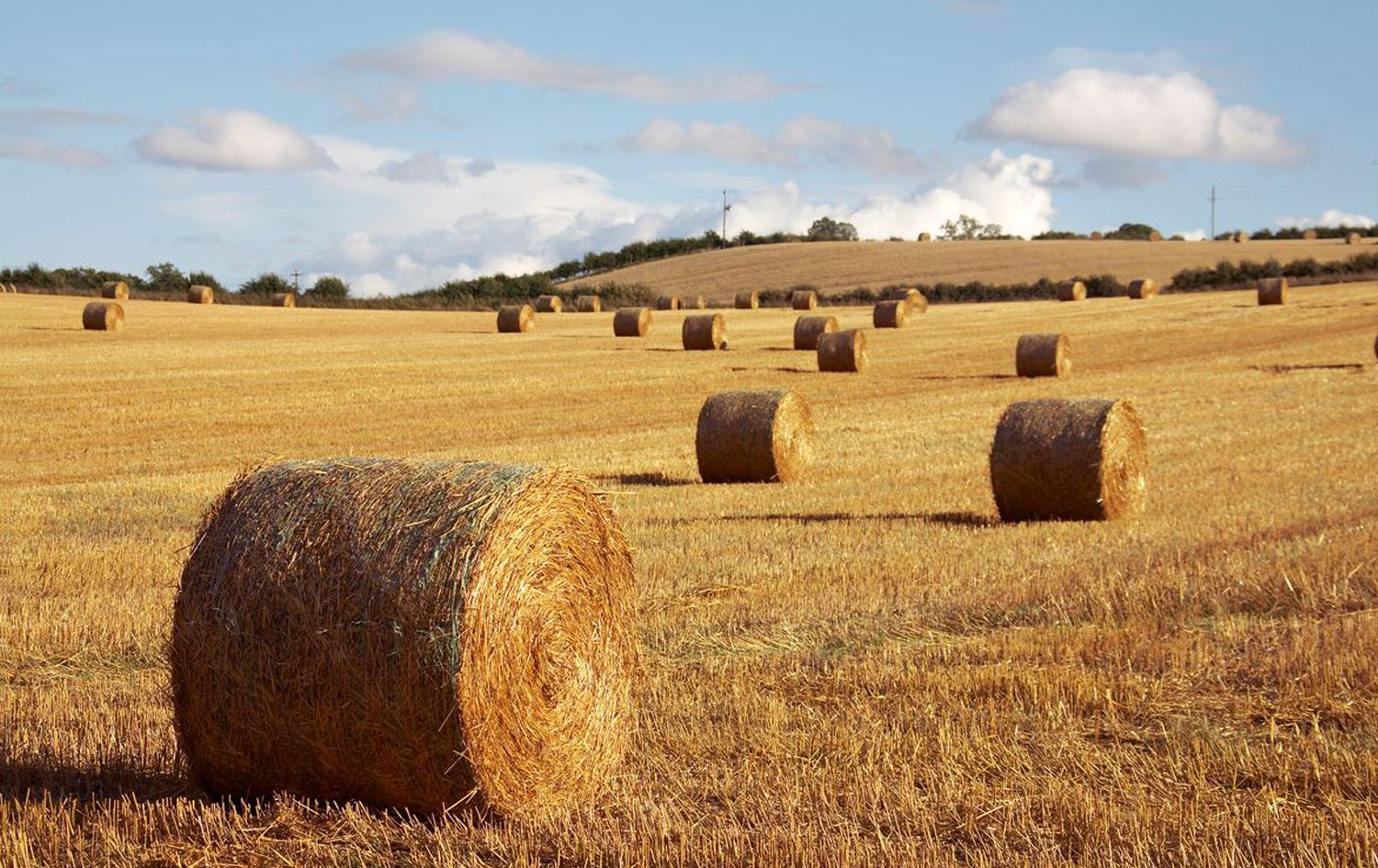 وەزارەتی کشتوکاڵی عێراق دەنگۆی هاوردەکردنی 'کا' بە بەهای ملیارێک دۆلار رەتدەکاتەوە