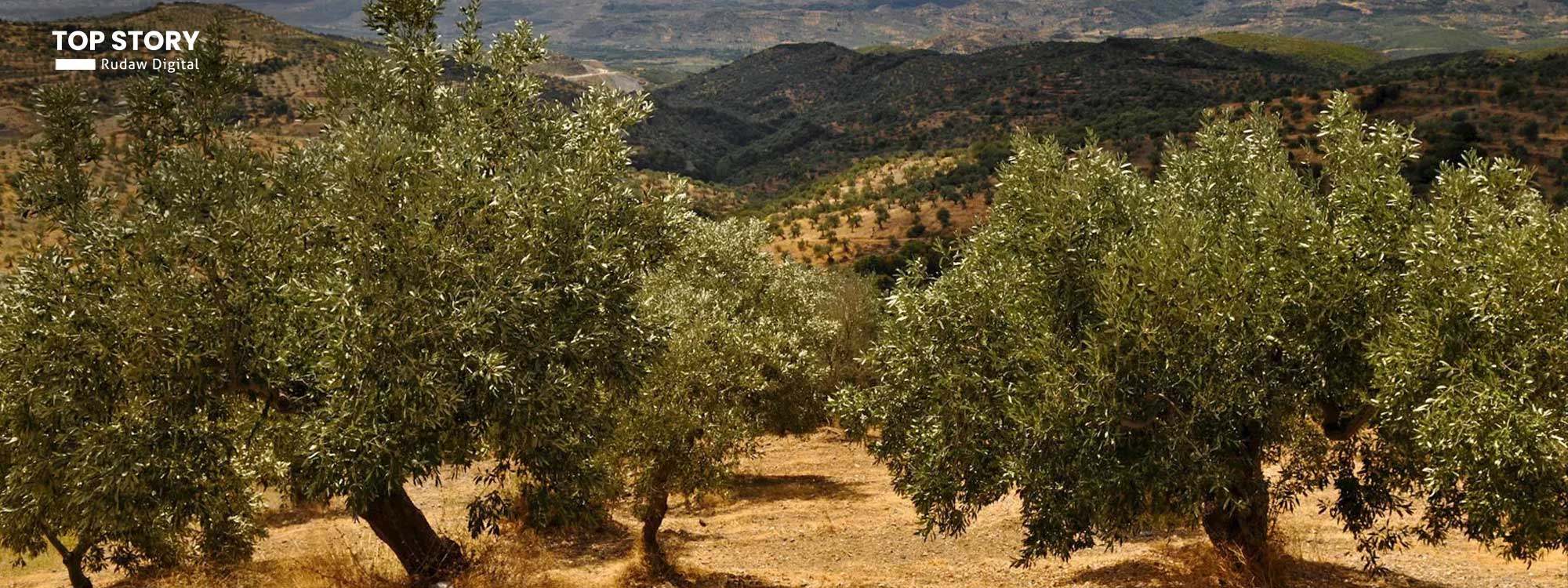 چەند دار زەیتوونێک