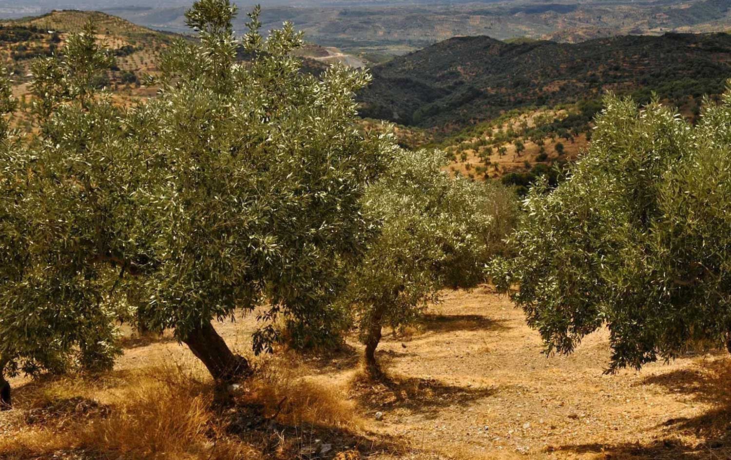 Kürdistan Bölgesi Hükümeti Tarım ve Su Kaynakları Bakanlığı Sözcüsü Hiwa Ali, dokuzuncu kabine dönemi boyunca bin 300’den fazla zeytin üreticisinin ürünlerini yerel fabrikalara sattığını açıkladı