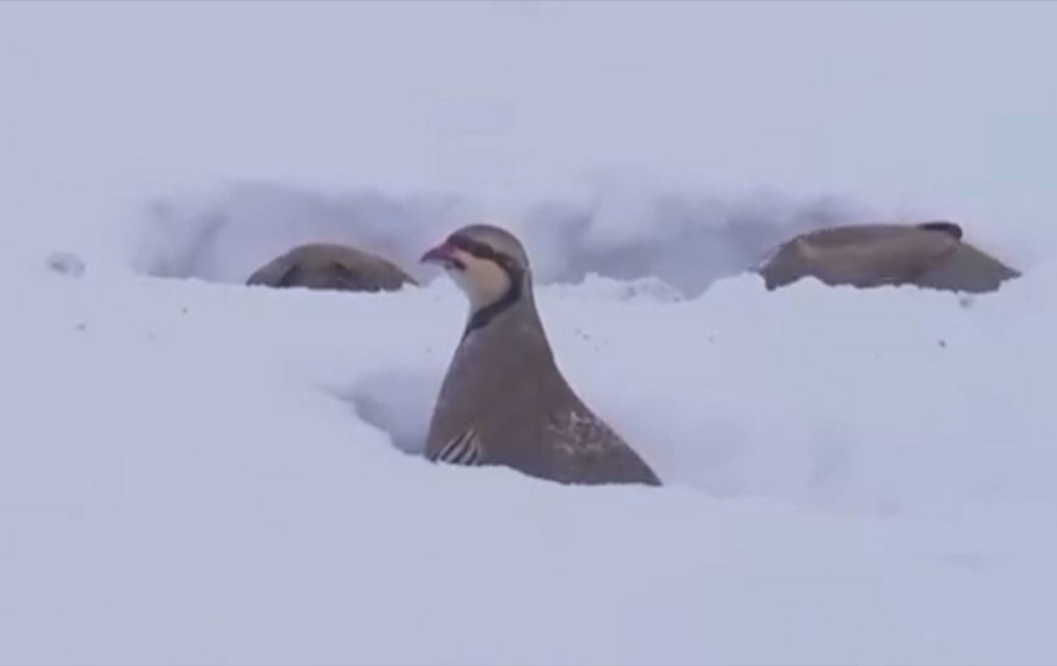 طيور الحجل في مرتفعات إقليم كوردستان