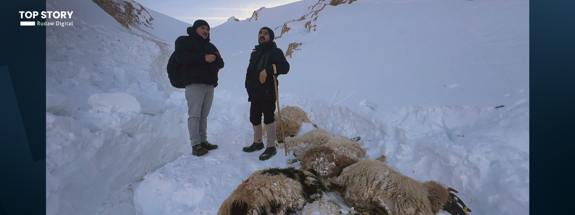 صاحب ماشية بمنطقة وان لرووداو: نفوق 100 رأس غنم بسبب الانهيار الثلجي
