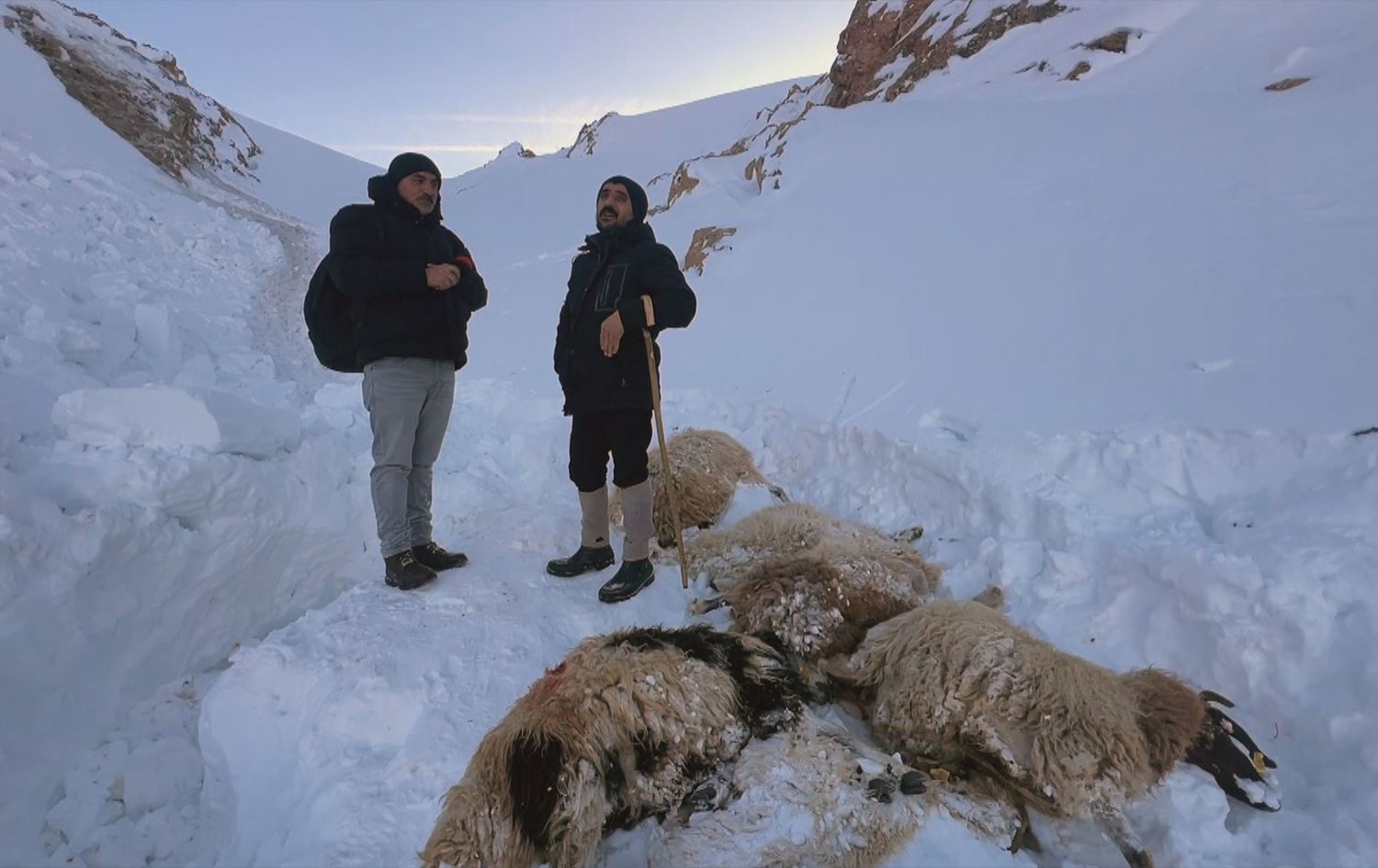 أغنام نافقة بسبب الانهيار الثلجي في منطقة وان
