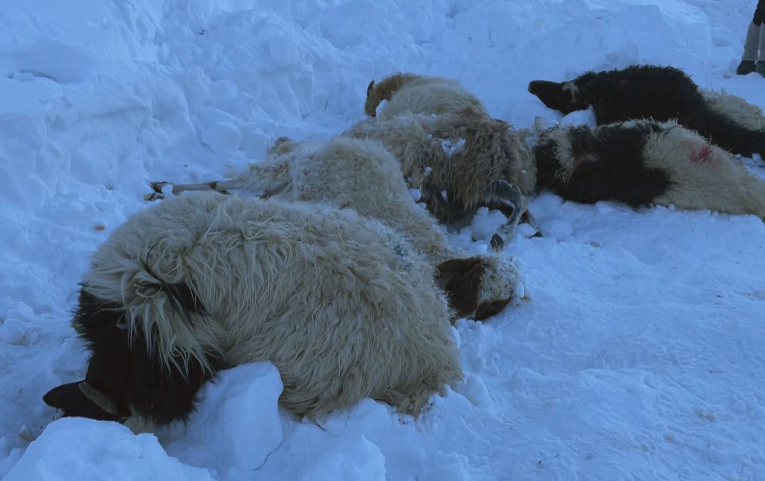 مەڕەکان کەوتوونەتە ژێر رەنووی بەفر و گیانیان لەدەستداوە