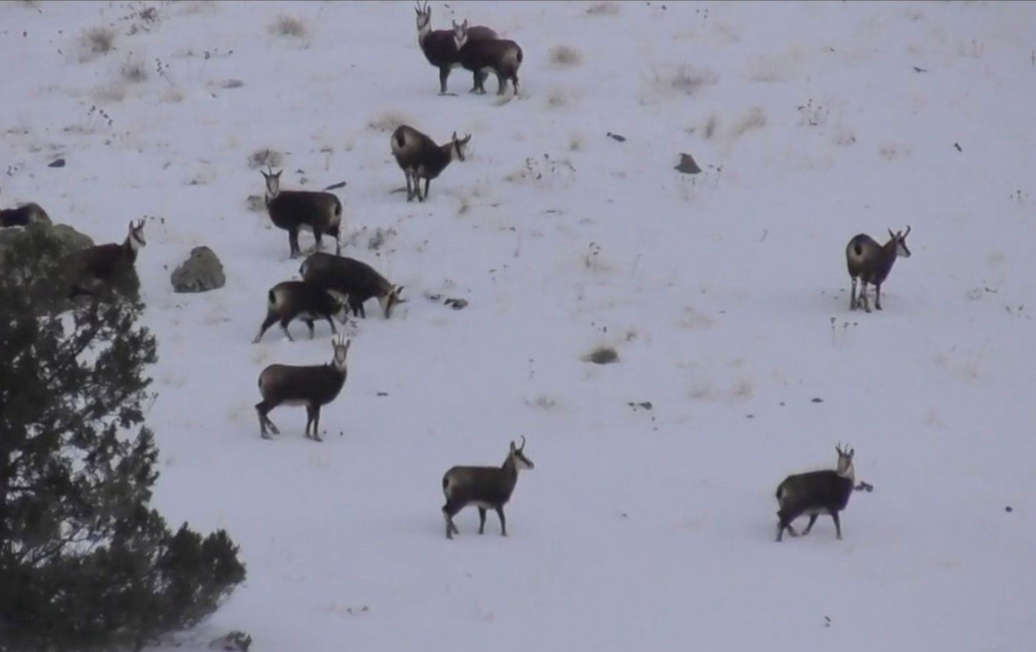 VİDEO: İsmail Yoleri