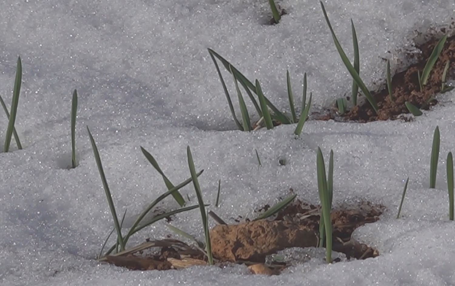 Zeviya çandiniyê / Wêne: Ji dîmenan hatiye girtin
