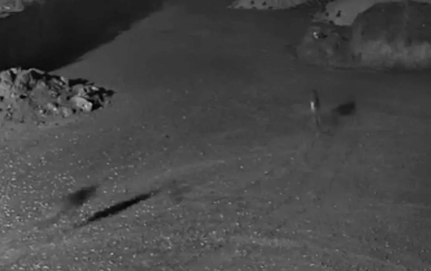 Gurên birçî kûçikê gundiyan xeniqand  / Wêne: AA