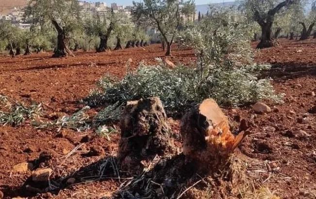 مشهد لأشجار زيتون بعفرين وقد قُطعت - صورة من الأرشيف