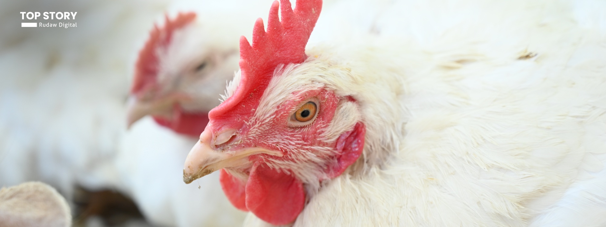 هەناردەکردنی مریشک لە هەرێمی کوردستانەوە بۆ عێراق کێشەی تێدەکەوێ