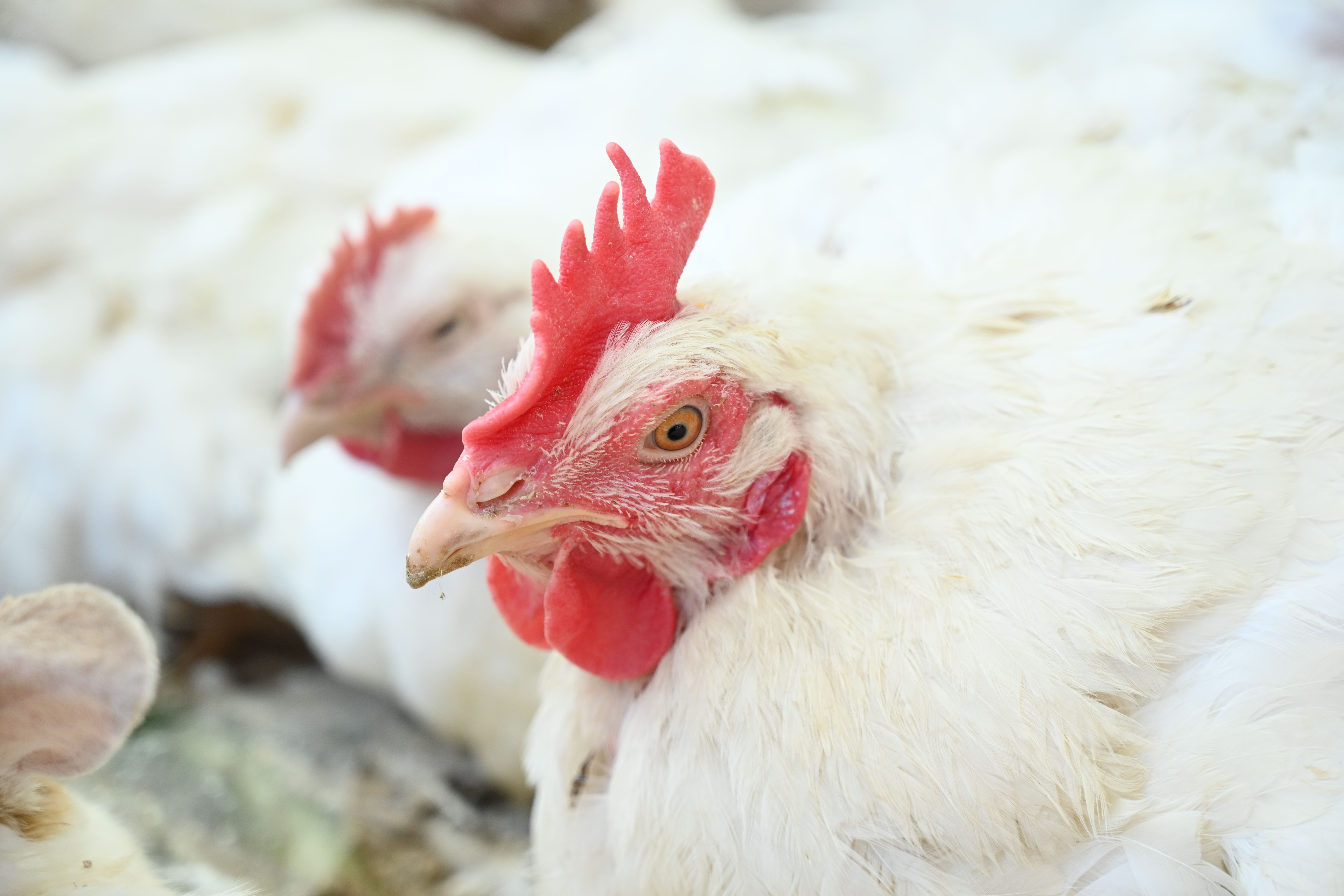 هەناردەکردنی مریشک لە هەرێمی کوردستانەوە بۆ عێراق کێشەی تێدەکەوێ