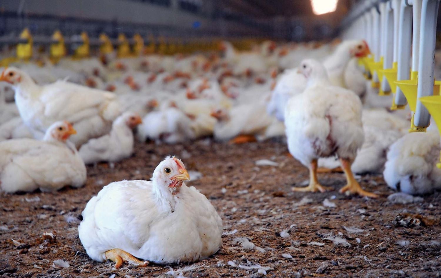 تورکیا هەناردەی مریشک رادەگرێت؛ "بە قازانجی بەرهەمی نێوخۆی هەرێمی کوردستانە"