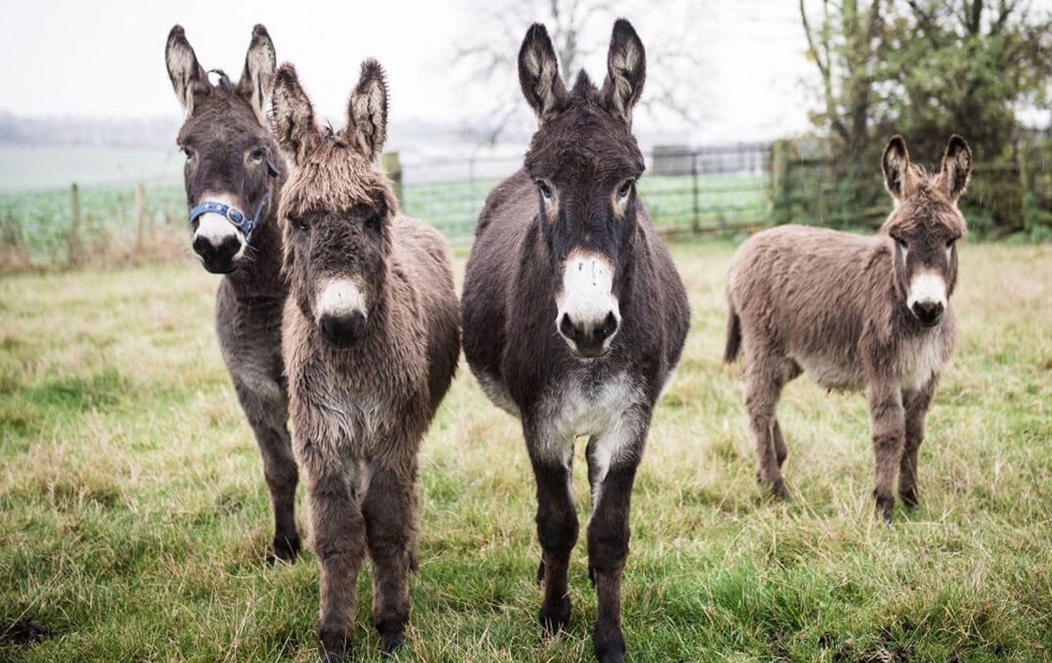 Ker û dehşik / Wêne: Arşîv