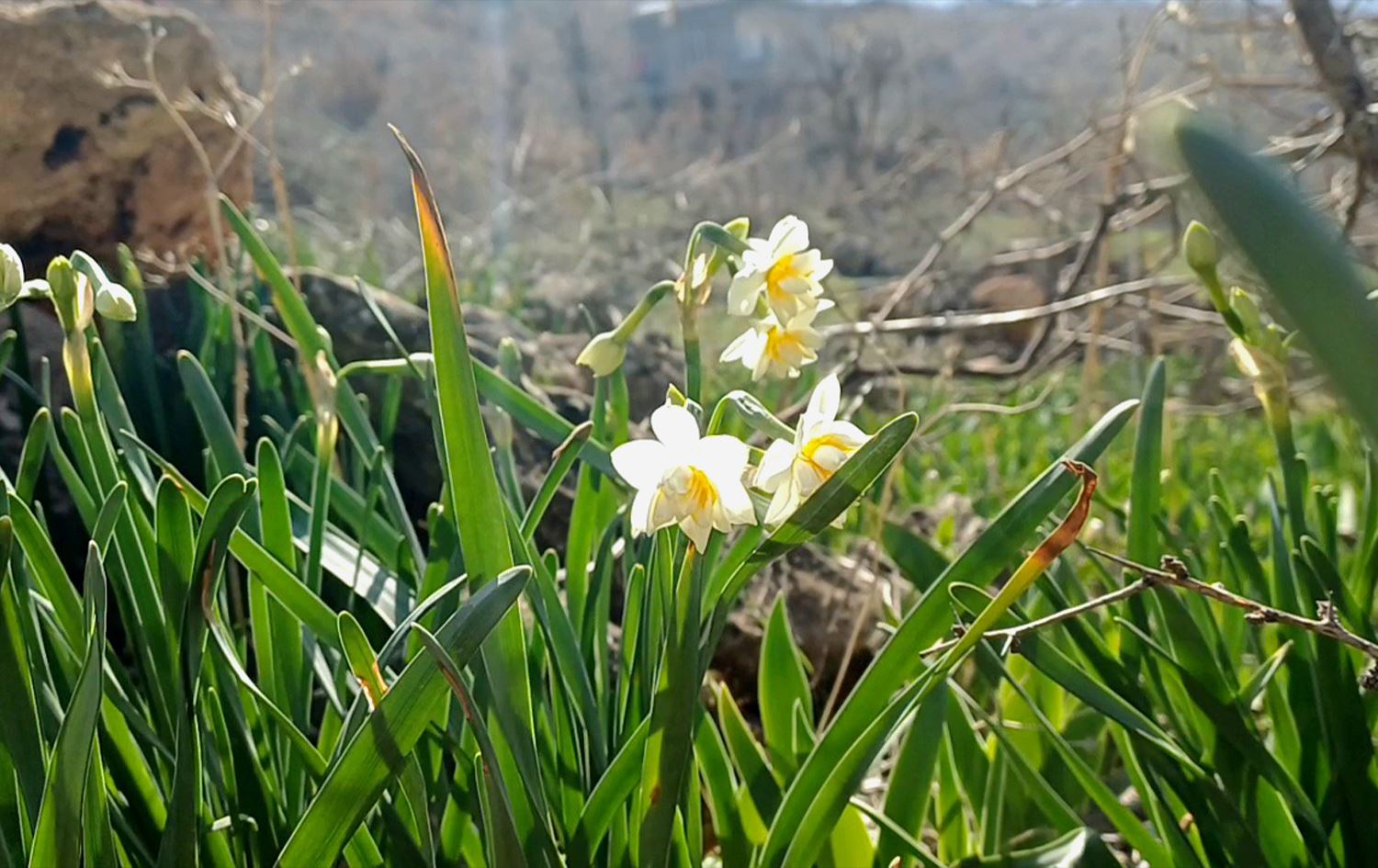 Nêrgîzên li Heskîfê / Wêne: AA