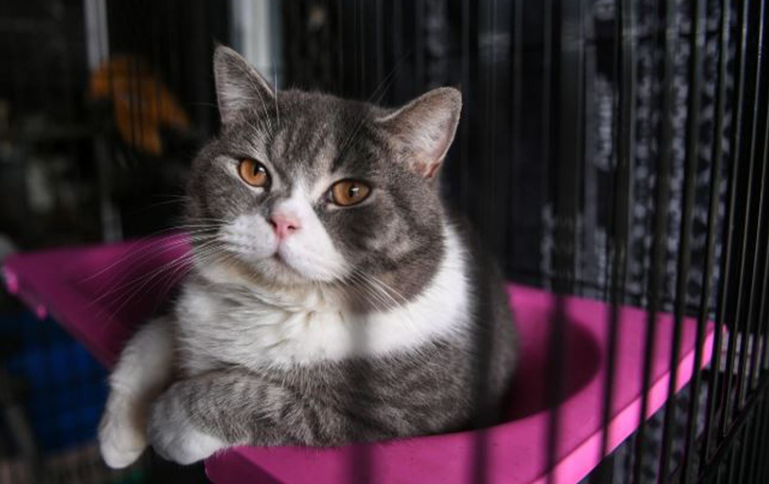 Kanser tedavisinde yeni umut: Kediler ve insanlar arasındaki 'genetik sır' keşfedildi!