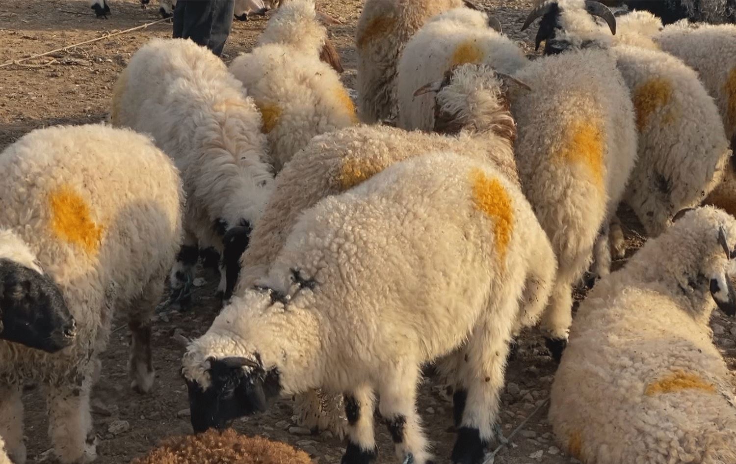 گرانبوونی ئاژەڵ راستەوخۆ نرخی گۆشتی گرانکردووە