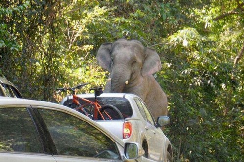 Fil kornaya kızınca…