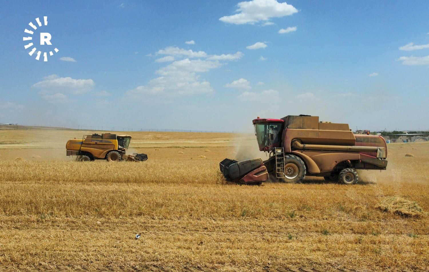 حصاد محصول القمح
