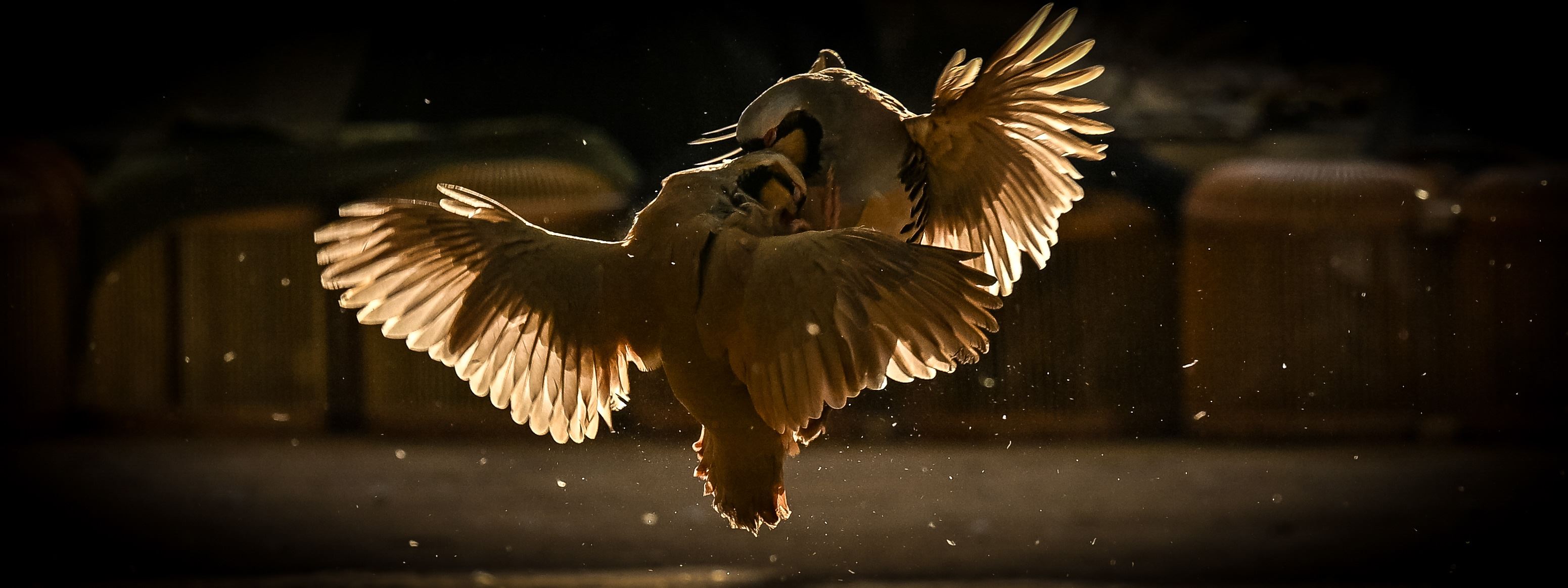 شەڕە کەو؛ کێبڕکێی هێز و دەنگ