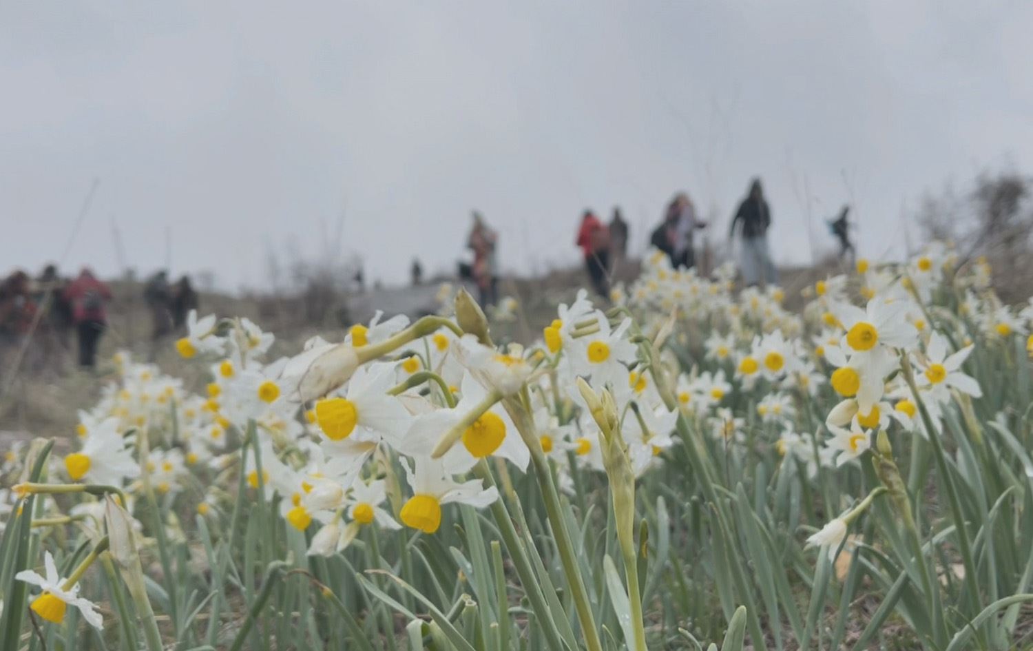 Geliyê Takoranê / Wêne: Ji dîmenan hatiye girtin