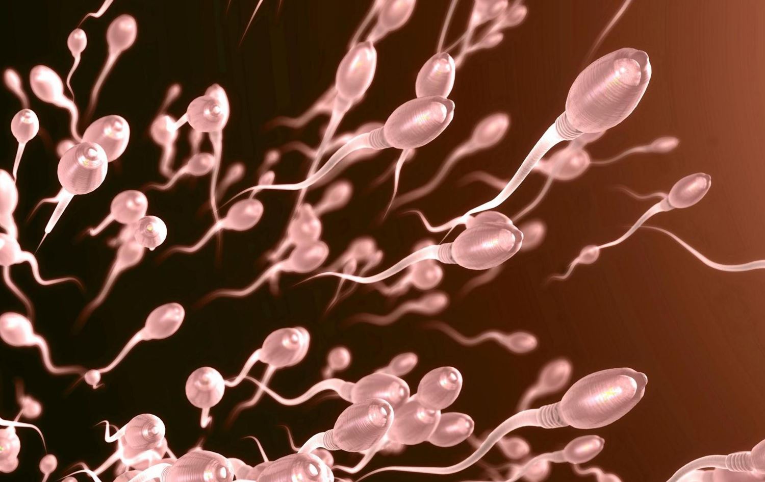 کۆمەڵێک سپێرم. وێنە: BBC