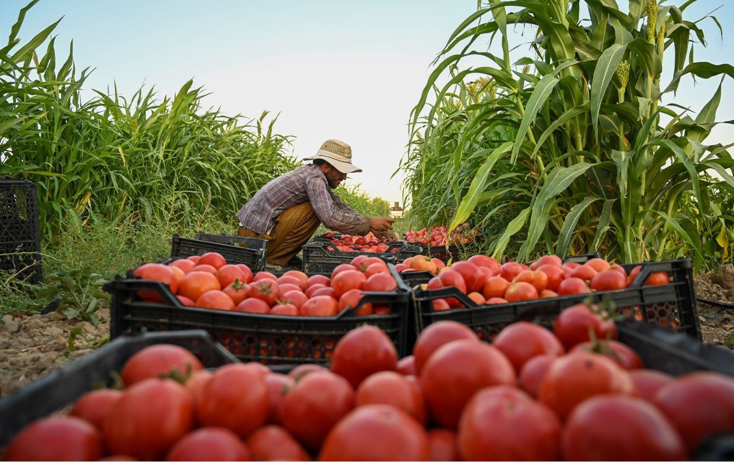 جوتیارێک سەرقاڵی لێکردنەوەی بەرهەمی تەماتەیە. وێنە: بڵند تاهیر-رووداو