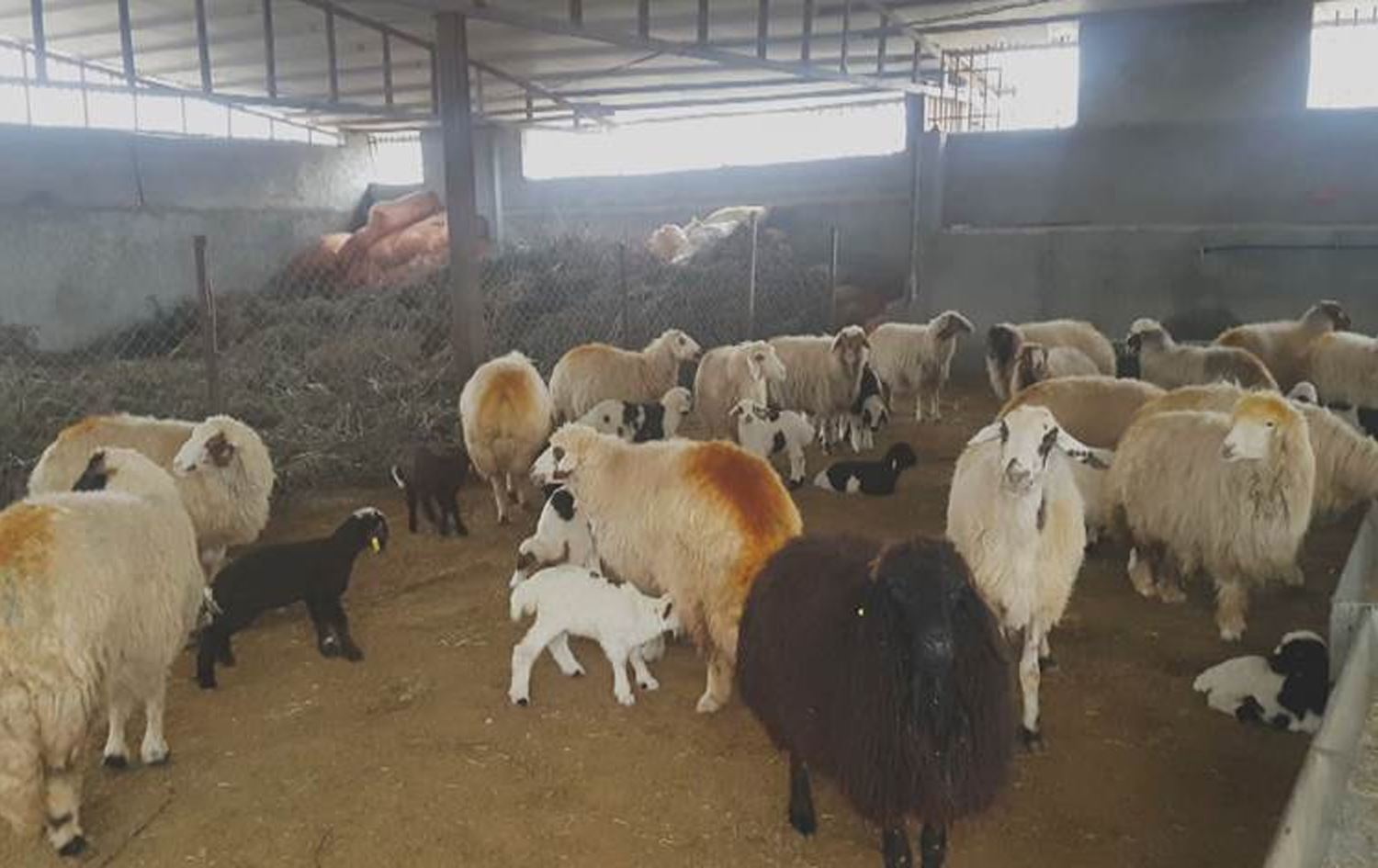 چەند ئاژەڵێک.