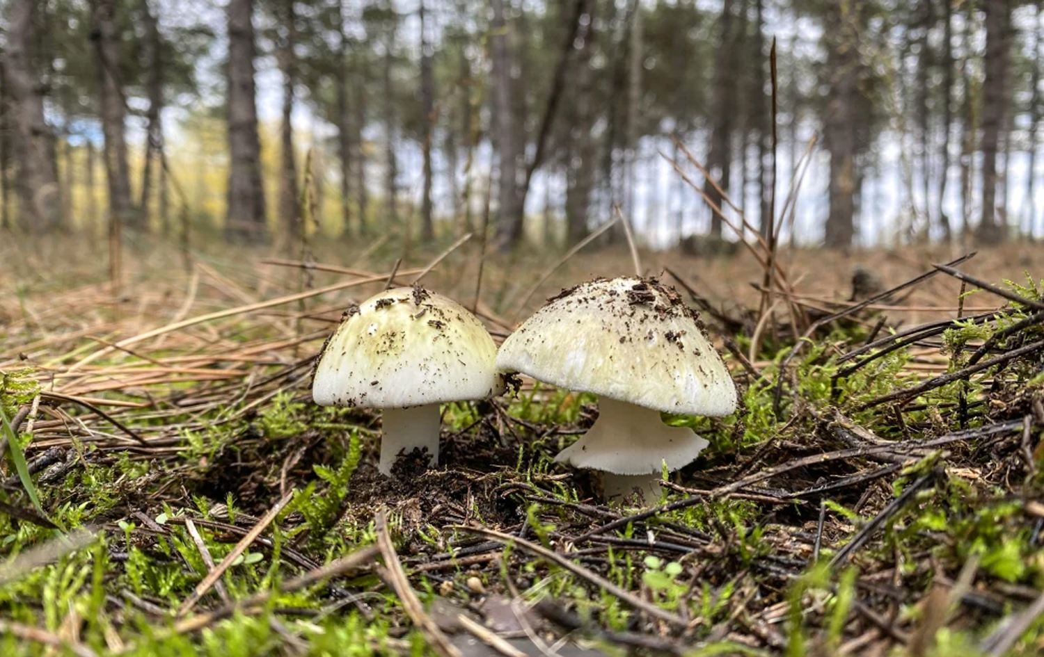 دوو قارچکی ژەهراوی. 