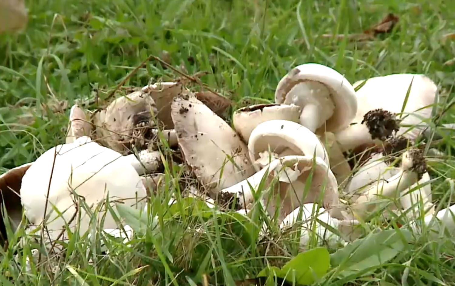 تحذيرات من تناول الفطر بعد تسجيل حالات تسمم في إقليم كوردستان