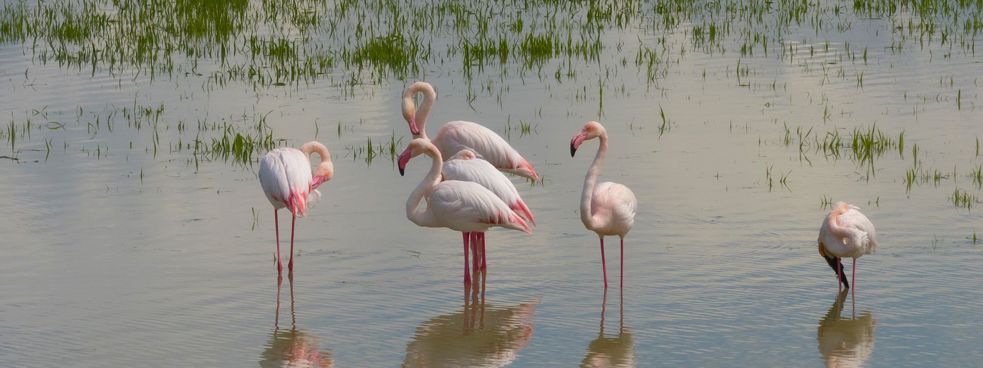 وێنە.. فلامینگۆکانی زێی بچووک