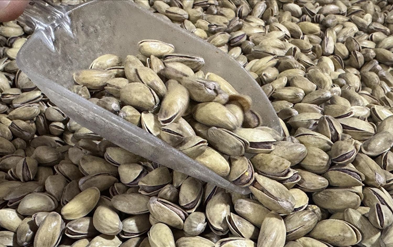 Fistiq / Wêne: AA-Arşîv