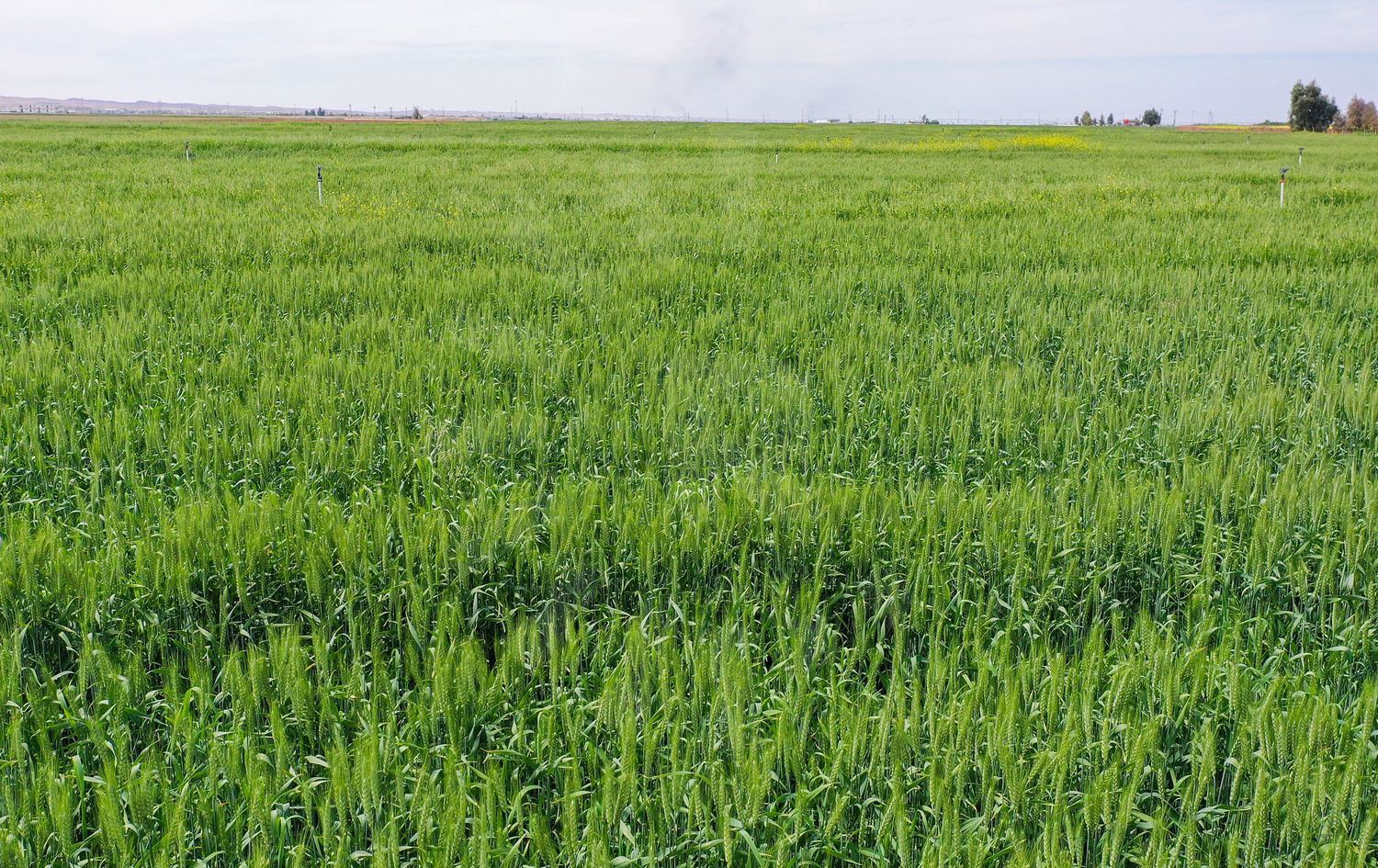 وەزارەتی بازرگانیی عێراق پلانی وەرگرتنی گەنمی 2026 رادەگەیێنێت