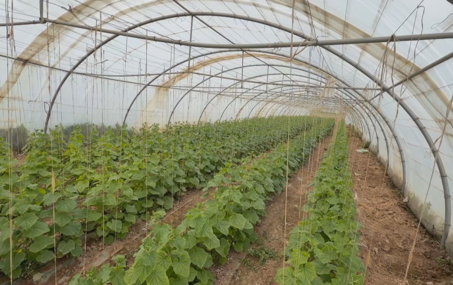 لە کەرکووک بەهۆی رێگرییەوە بەرهەمی جووتیارانی کورد لە بازگەکاندا تێکدەچن