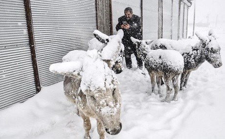 Eşekler buz kesti!